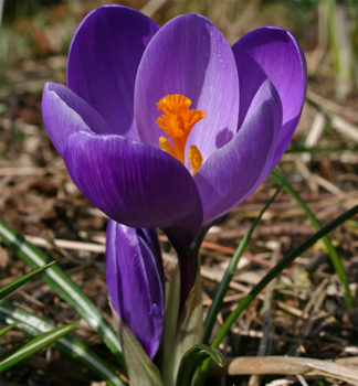 Krokus velkokv�t� �FLOWER RECORD�, kont. 0,3 l