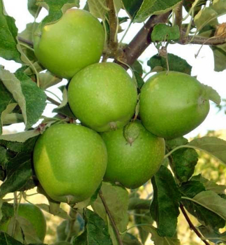 Jablo GRANNY SMITH podp. M9, 120-140 cm, kont. 3 l