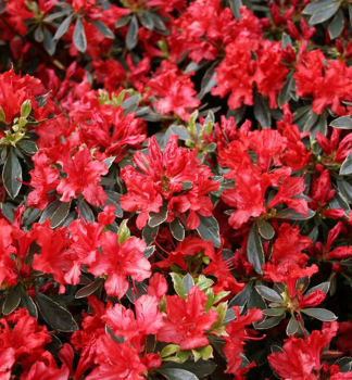 Azalka japonsk HOT SHOT VARIEGATA 20-30 cm, kont. 2 l