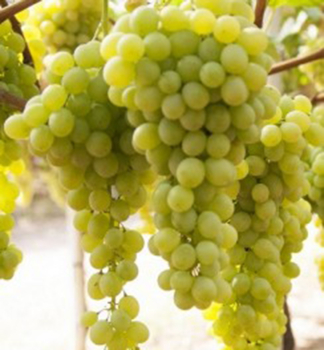 Vinn� r�va mo�tov� �IR�AI OLIVER�, zemn� bal