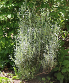 Obr�zok (2)