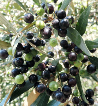 Olivovník evropský ´KORONEIKI´ na kmínku 60 cm, kont. 6 l