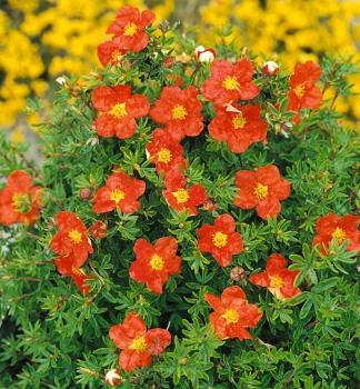 Mochna kovit MARIAN RED ROBIN 10-15 cm, kont. 1 l