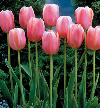 Tulipn MENTON 5 ks v balen
