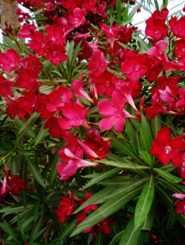 Oleandr červený ´JANNOCH´ 30-40 cm, kont. 1 l