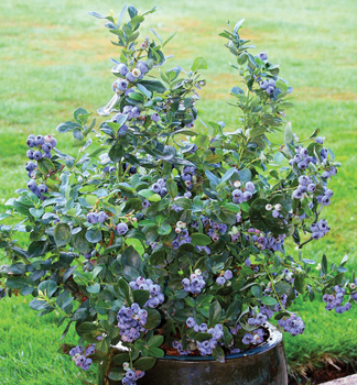 Kanadsk� bor�vka balkonov� �POPPINS�� 20-30 cm, kont. 2 l