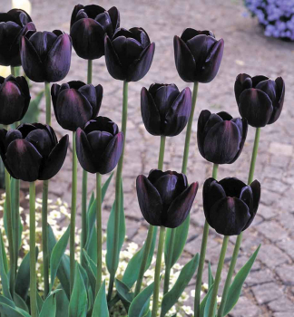 Tulip�n �QUEEN OF NIGHT� 5 ks v balen�