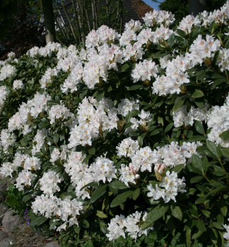 Obrzok (3)
