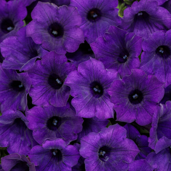 Petunie p�evisl� �SUPERTUNIA� MINI VISTA ULTRAMARINE�, kont. 0,5 l