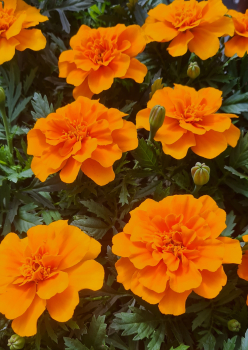 Aksamitn�k rozkladit�, 4 ks v multiplate