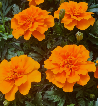 Aksamitn�k rozkladit�, 4 ks v multiplate