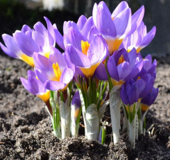 Krokus velkokvt TRICOLOR SIEBERI 10 ks v balen