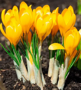 Krokus vekokvt YELLOW LARGE FLOWERING 10 ks v balen