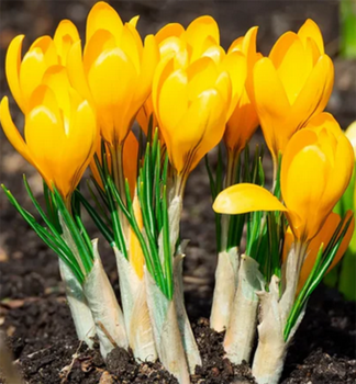 Krokus ve�kokv�t� �YELLOW LARGE FLOWERING� 10 ks v balen�